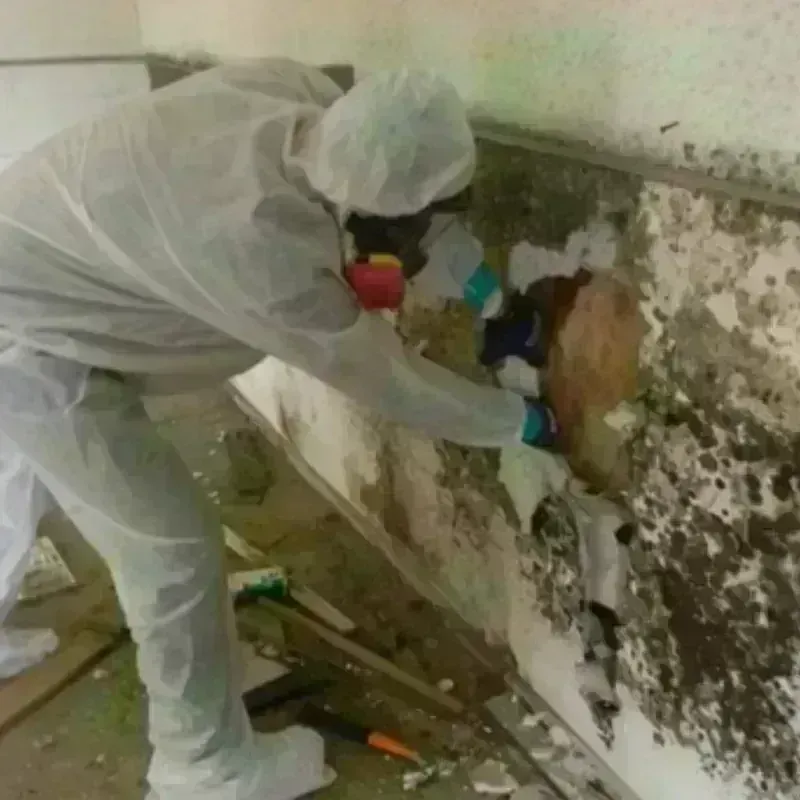 Mold Remediation and Removal in Home, WA